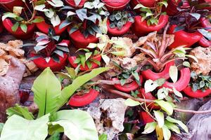 selektiv fokus av syngonium vit fjäril blommor i blomma. foto