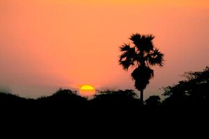 beautifu solnedgång med silhuett av de handflatan träd. färgrik av himmel och de Sol bakgrund foto
