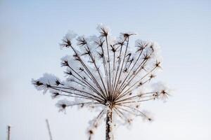 en träd gren är täckt med frost med kall vit snö. närbild av de växt. frysta gräs. vit himmel. frost vinter- gräs fred. fred. de tystnad av natur foto