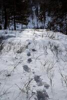 spår av en man i de snö i de vinter- skog. passerade en man vänster spår foto