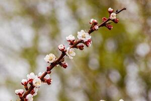 vackert blommande körsbär grenar på som de bin sitta foto