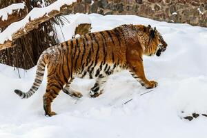skön panthera tigris på en snöig väg foto