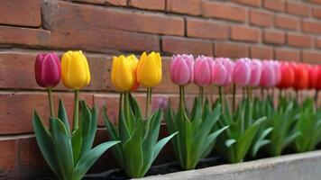 ai genererad Foto av många inlagd tulpaner är blomning i främre av de tegel vägg bakgrund bild. ai genererad