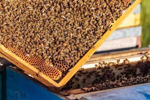 ramar av en bikupa. arbetssätt bin i en bikupa. bin sväng nektar in i honung foto