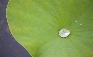 vatten på en lotus blad foto