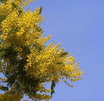 en träd med gul blommor mot en blå himmel foto