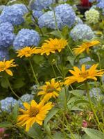 en knippa av gul blommor i en trädgård foto