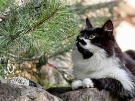 en svart och vit katt Sammanträde på en sten foto