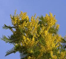 en träd med gul blommor mot en blå himmel foto