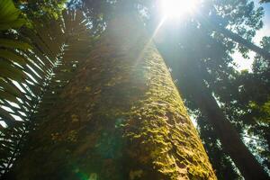 skog träd med solljus i tropisk regnskog indonesien foto