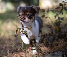 chihuahua valp spelar Tittut med löv foto