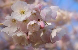 delikat och skön körsbär blomma mot blå himmel bakgrund. sakura blomma. japansk körsbär blomma. foto