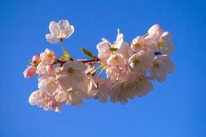 delikat och skön körsbär blomma mot blå himmel bakgrund. sakura blomma. japansk körsbär blomma. foto