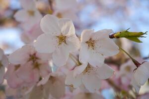 delikat och skön körsbär blommor stänga upp. sakura blomma. japansk körsbär blomma. foto