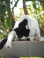svart och vit thai katt kort hår stanna kvar avkopplande gäspa foto