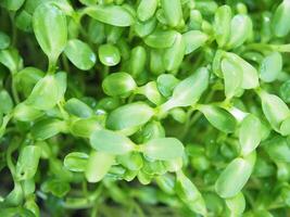 solros gro grön växter redo till laga mat hög vitamin och Bra friska mat foto