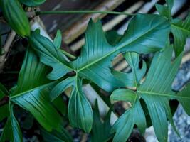 philodendron florida skönhet grön leafe perfekt leafe forma och bra natur design foto