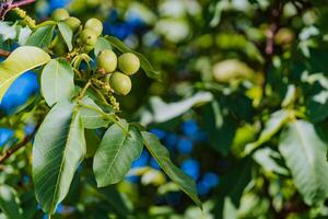 färsk valnötter hängande på en träd i de blå bakgrund. grön valnöt brunch med frukter. foto