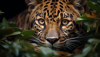 ai genererad majestätisk bengal tiger dölja i vildmark, stirrande på kamera genererad förbi ai foto