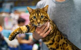 bengal katt. en porträtt av de djur. prionailurus bengalensis. foto