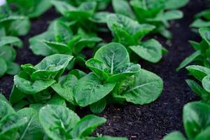 växthus hydroponiska vegetabiliska bruka färsk grön sallad växande i de trädgård. foto
