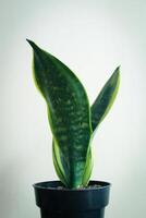 sansevieria trifasciata dekorativ växt foto