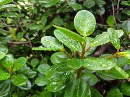 ficus annulata, bakgrund av banyan träd löv våt från regn foto