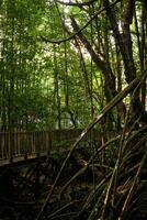 Foto av mangrove rötter, mangrove träd