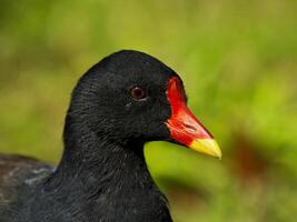 moorhen fågel huvud stänga upp foto