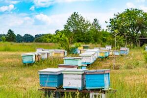 en rad av bi nässelfeber i en fält. färgad bi nässelfeber, belägen i en rad, på de blandad skog på en sommar dag. foto