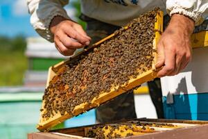 en biodlare håller en trä- ram med vaxkaka och bin i hans händer över de bikupa foto