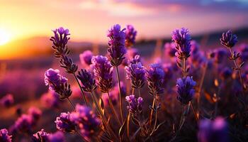 ai genererad lila blomma i äng, solnedgång himmel, natur vibrerande skönhet genererad förbi ai foto
