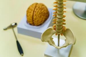 se av mänsklig hjärna modell, ryggrad modell och neurokirurgi hummer. foto