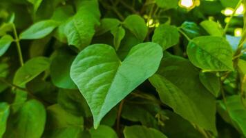 en grön växt med löv och en hjärta form foto