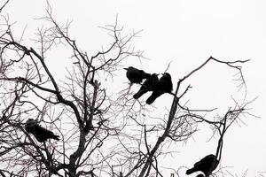 skarp svart grenar mot ren vinter- vit himmel, med en kråka familj uppflugen, skapande en scen av naturens skönhet och förbindelse foto