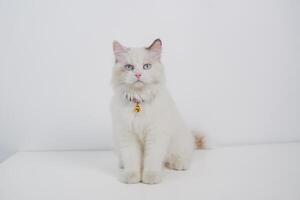 studio porträtt av en Sammanträde ragdoll katt ser framåt- mot en vit bakgrund foto