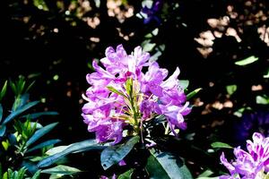 skön se av de blomma tagen med en kamera i de parkera foto