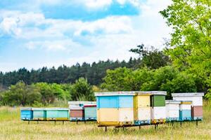 biodling. honung bin svärmande och flygande runt om deras bikupa. nässelfeber i ett bigård foto