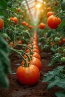 ai genererad skön röd mogen tomater vuxen i växthus foto