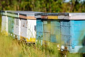 bikupor i en bigård med bin som flyger till landningsbrädorna i en grön trädgård foto