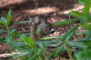 ekorre i naturlig livsmiljö nibbling på mat mitt i grön lövverk. foto