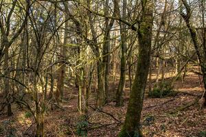 solljus filtrering genom en tät skog med moss-täckt träd och en lövströdda jord. foto