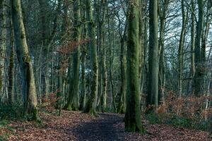 lugn skog väg med lång, moss-täckt träd och en matta av fallen löv. foto