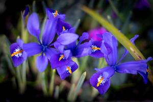 en grupp av lila blommor med gul centrum foto