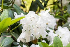 vit rhododendron blommor i de trädgård foto