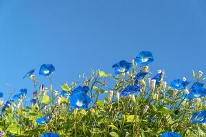 morning glory blomsteragent blå himmel foto