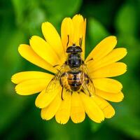 svävfluga, syrphidae, Sammanträde på en gul engelsk ringblomma blomma på en grön bakgrund. foto