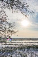 en skön vinter- Sol på en kall morgon- lysande Sann en träd på de frysta snö täckt äng. foto