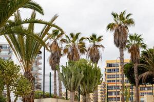 tropisk stadsbild med handflatan träd och modern byggnader under molnig himmel i los cristianos, teneriffa. foto