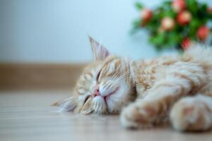 söt orange kattunge håller på med olika poser foto